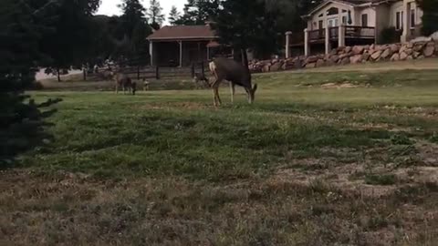 Deer in lawn and husky staring at them from car