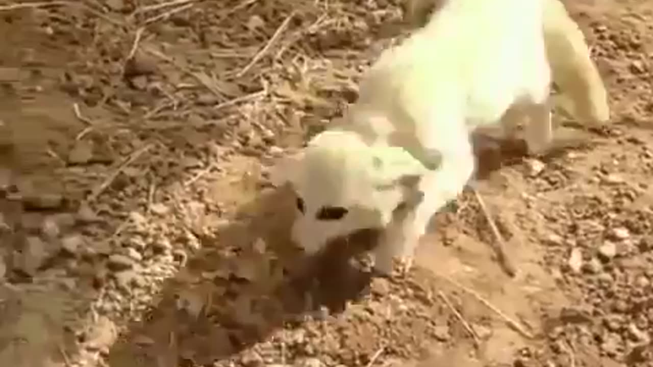 The excitement of this fennec fox, reunited with the cat he grew up with