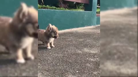 Cute little pup with short legs