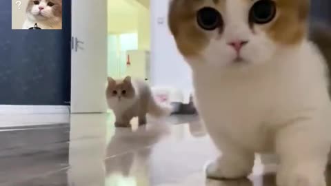 Funny Moments cat