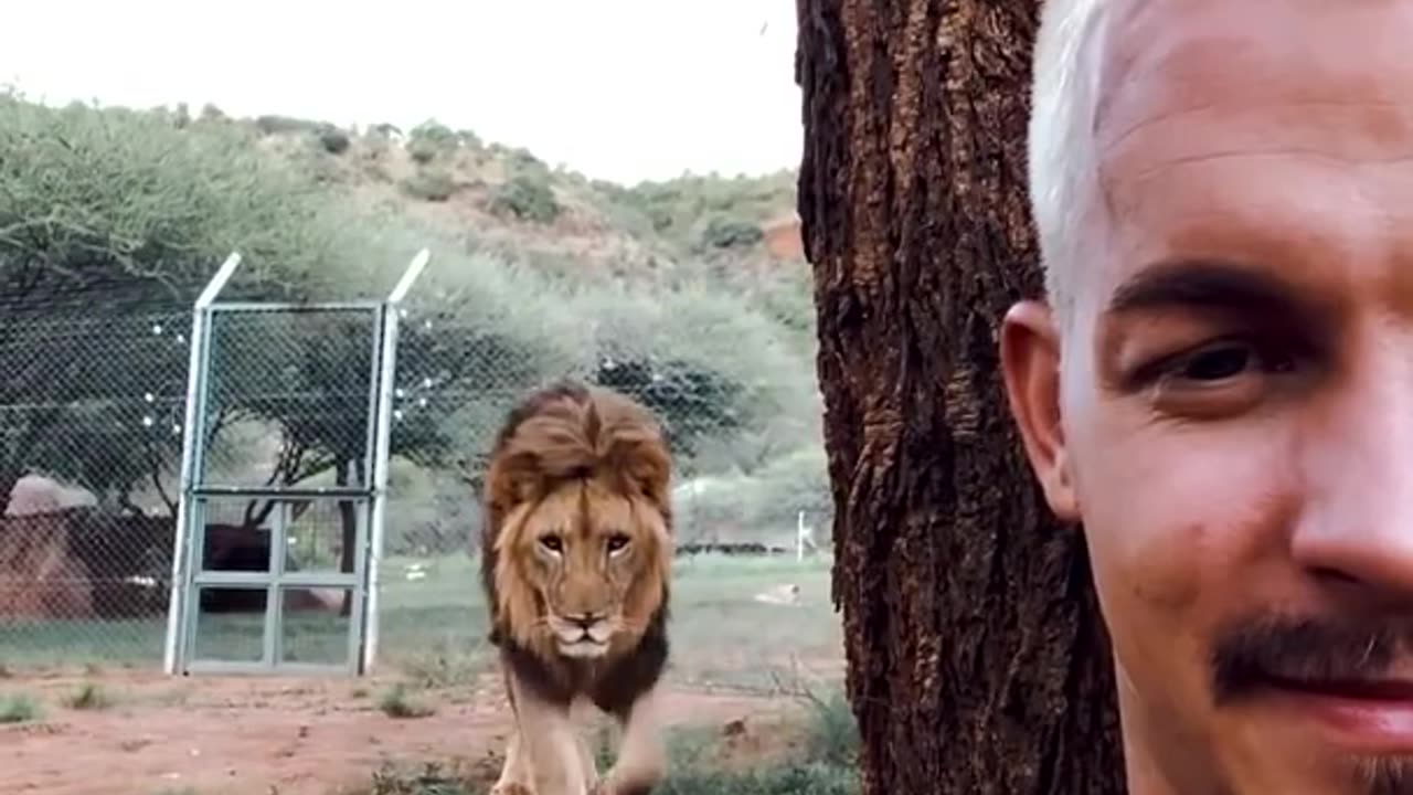 Can Humans TRUST Lions! #shorts #youtube