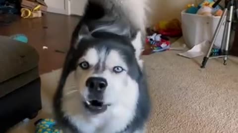 Funny dog video