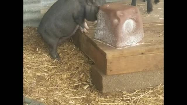 SNAPPIN' GRANNIES - SIA THE POTBELLY PIG