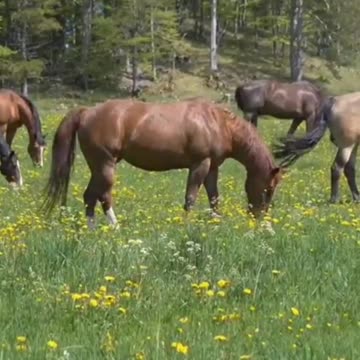 In harmony with nature #shorts #relaxingmusic #relaxationmusic #horses