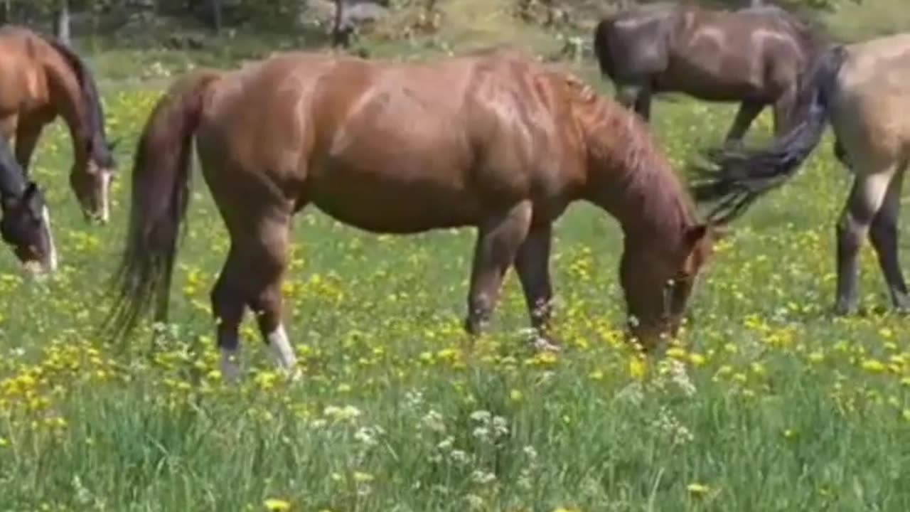 In harmony with nature #shorts #relaxingmusic #relaxationmusic #horses