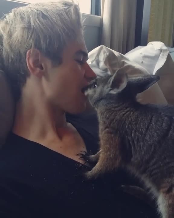 Adorable canguro disfruta de un mimo de desayuno con amigo humano