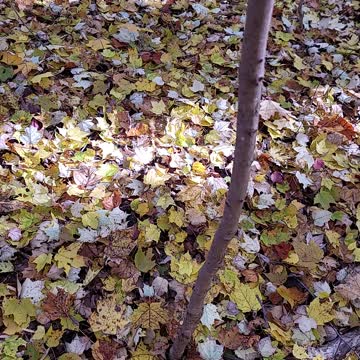 I spy mushroom hunting. Pause the video at start to find it. Pt 2