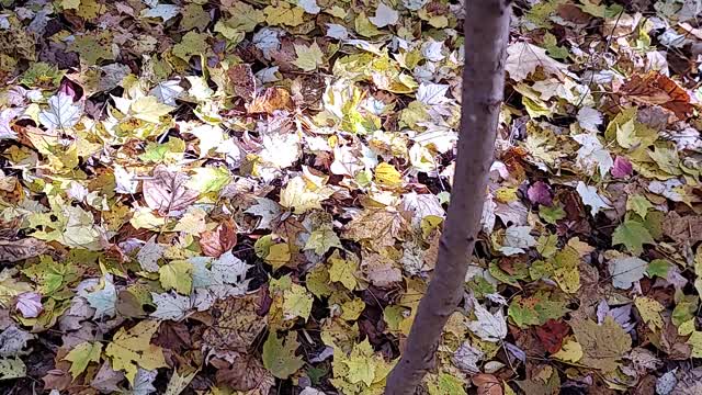 I spy mushroom hunting. Pause the video at start to find it. Pt 2