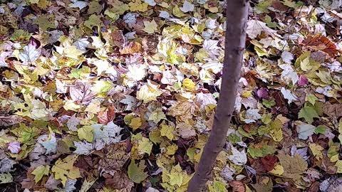 I spy mushroom hunting. Pause the video at start to find it. Pt 2