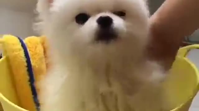 Cute and Funny Dog Videos Puppy Dogs Compilation