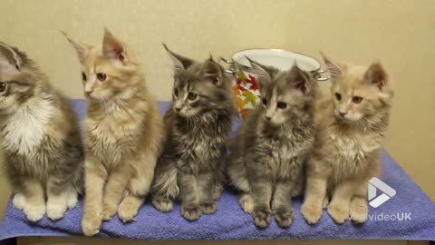 Maine Coon Kittens Rocking