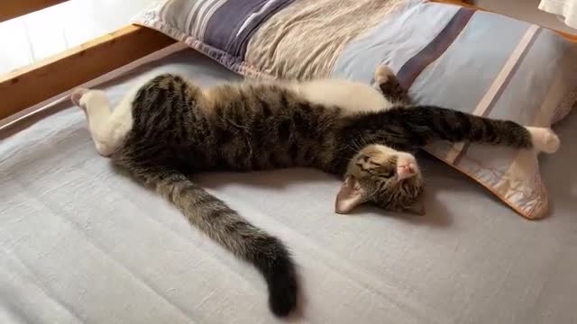 stretched cat