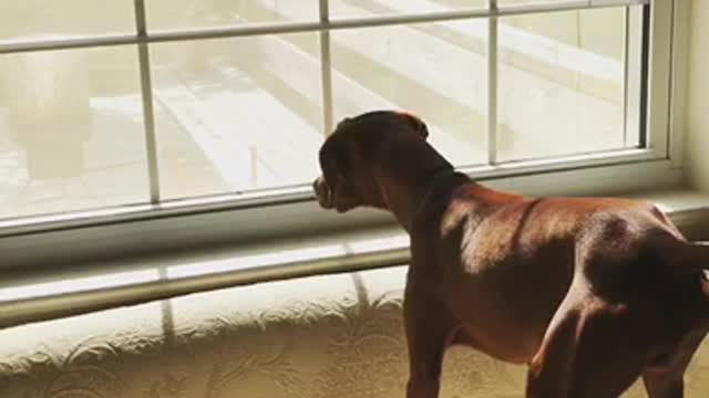 Brown dog intensely focused on fly in window