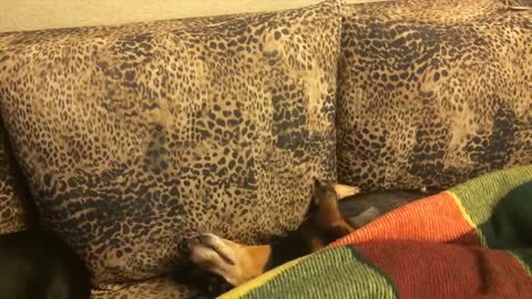 Watch These funny talented dogs.....very entertaining.