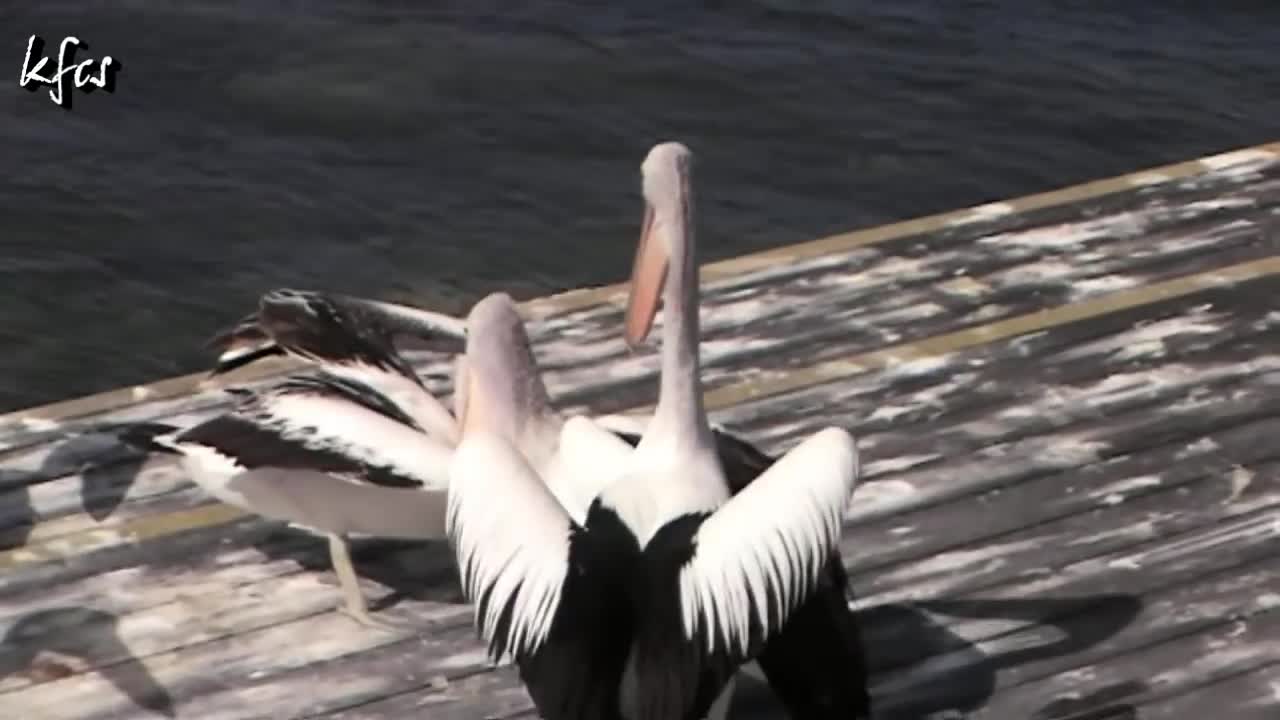 Pelicans Feeding