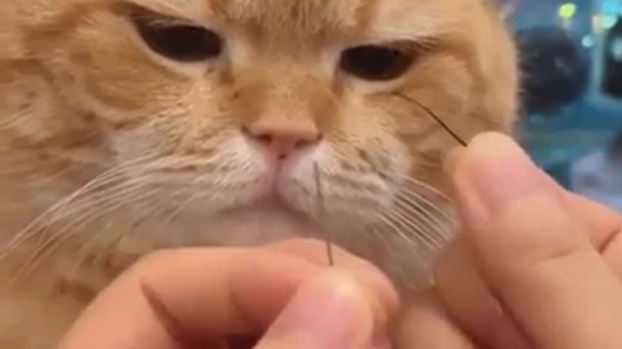 Cute Cats 1