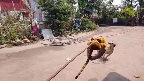 Wow Nice Fake Tiger Pranks Dog!!! Dog Run So Funny Try Not To Laugh Challenge Pranks 2021