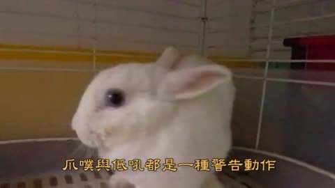 兔兔的攻擊行為