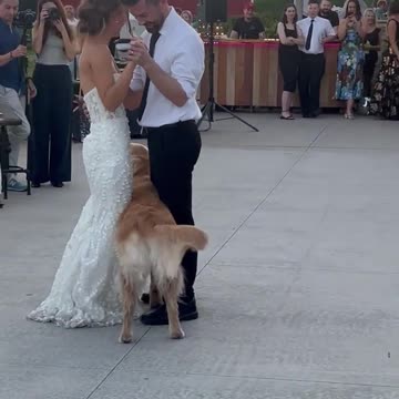 "Mind if I cut in?!"🐶💕💍