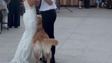 "Mind if I cut in?!"🐶💕💍
