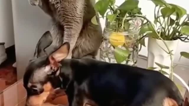 CATS VS DOG FIGHTS🤣🐈⬛🐕🤣/FUNNIEST ANIMALS VIDEOS 🤣😂😂