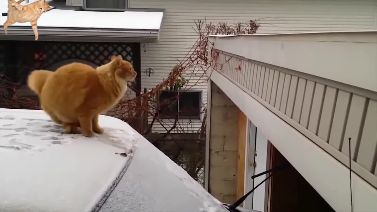 Daily Cat Video from AnimalClipz.