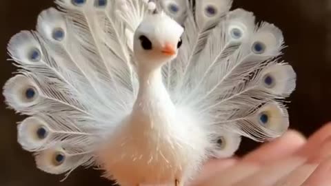 Baby Peacock