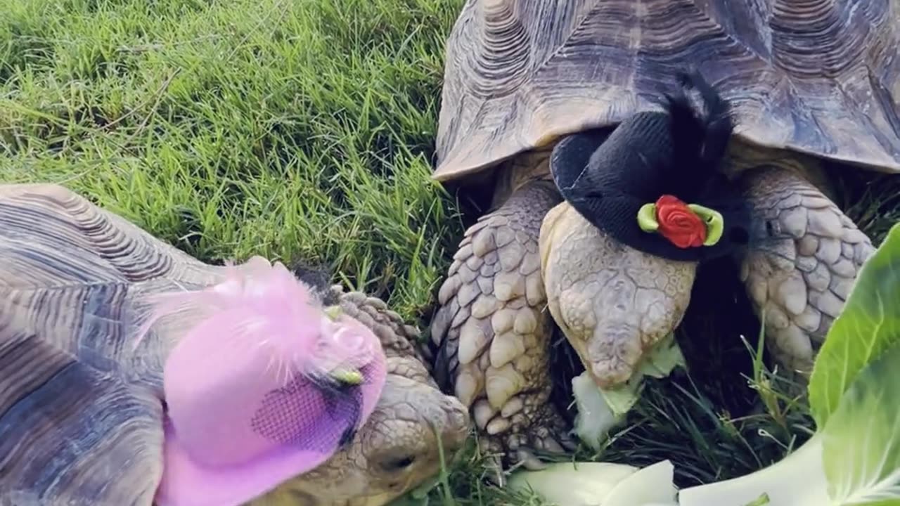 Lovely 🐢tortoise eating lunch and looking cute