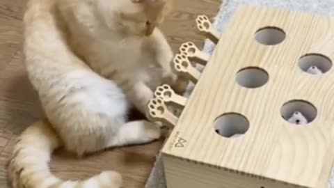 Cute cat play with toy😍🐱😍