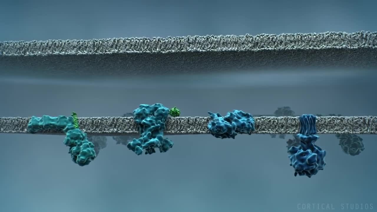 How Mitochondria Produce Energy