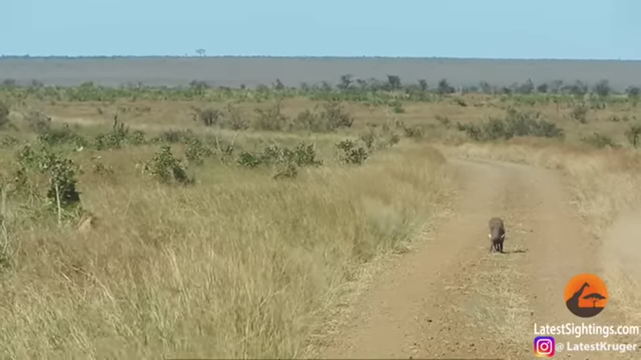 WARTHOG WALKS RIGHT INTO 2 LIONS