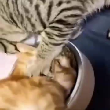 Funny animal funny cats and dogs video