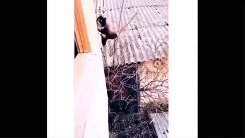 Funniest Animals - Best Of The 2021 Funny Animal Videos