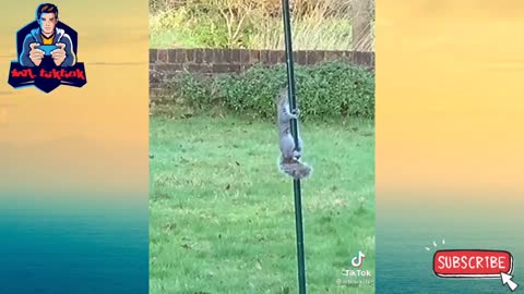 Animals Funny Video