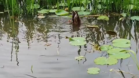 hunting duck
