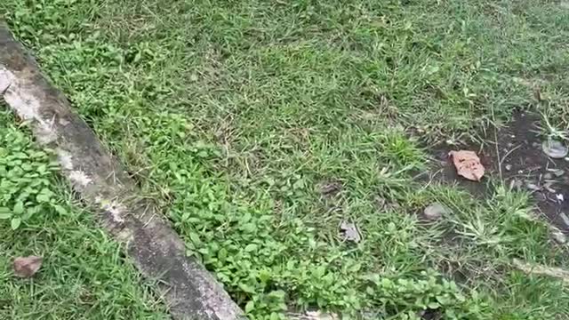 Dog angry to goat 😱