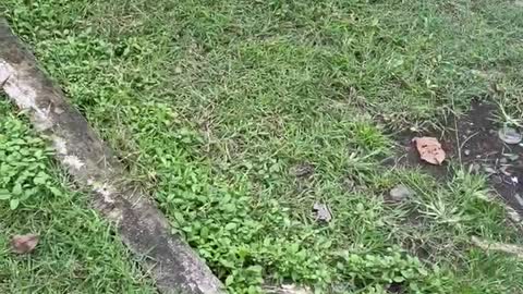 Dog angry to goat 😱