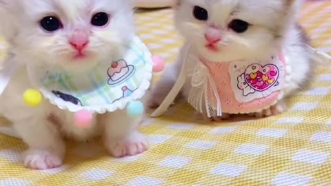 baby cat so cute🥰🥰🥰🥰🥰
