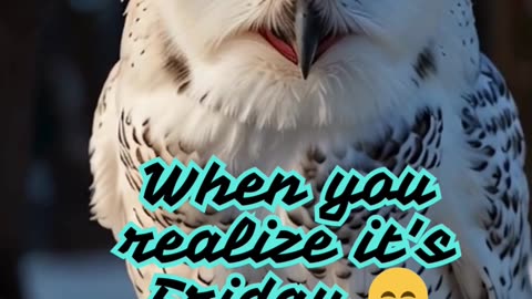 When You Realize It's Friday... 😄 | Laughing Snow Owl Meme