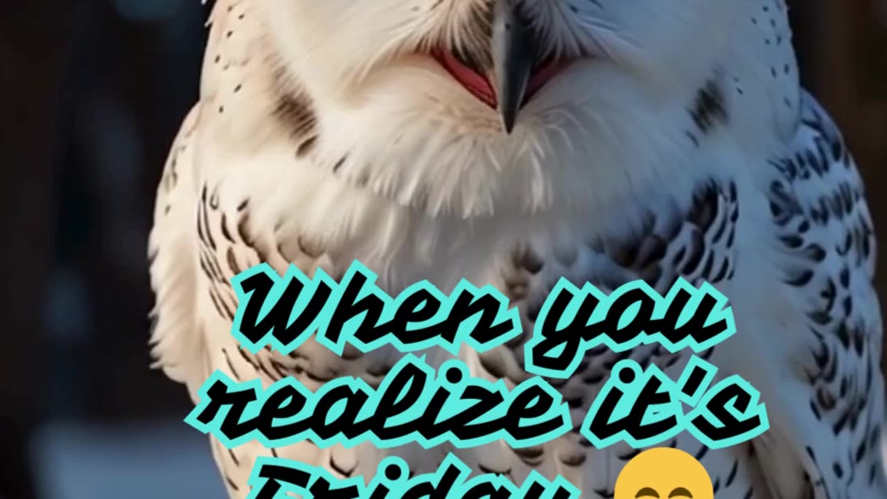 When You Realize It's Friday... 😄 | Laughing Snow Owl Meme