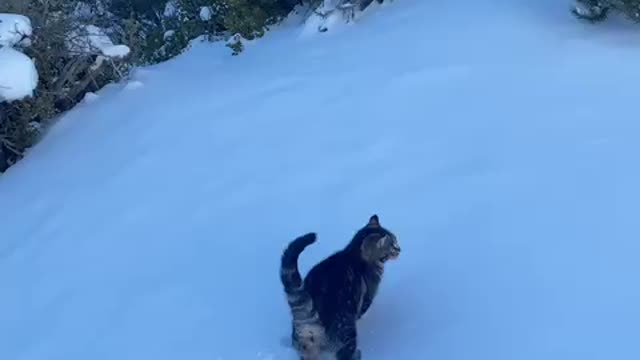 Knox goes on a snow trek with the kitties