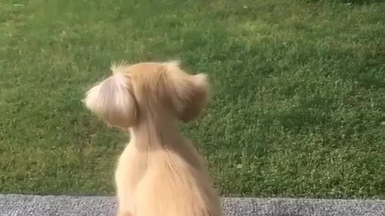 Smart dog