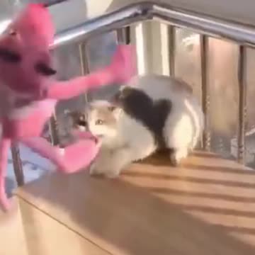 Cutest Try not to Laugh Kittens & Pups-9