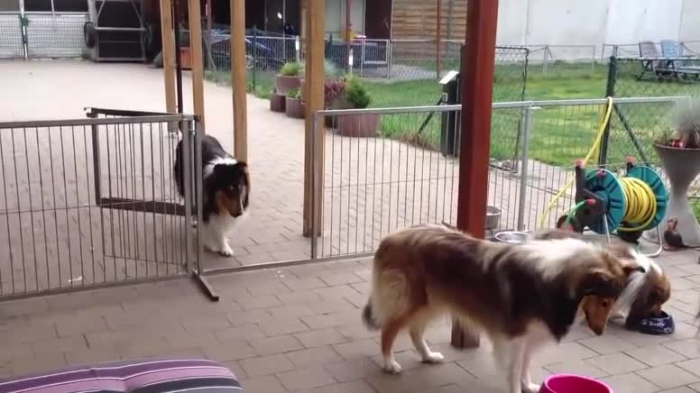 These cute dogs lined up