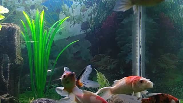 This is the beautiful dance of ornamental fish that I have been waiting for