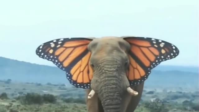 Beautiful Butterfly Elephant Videos