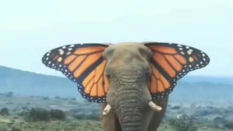 Beautiful Butterfly Elephant Videos