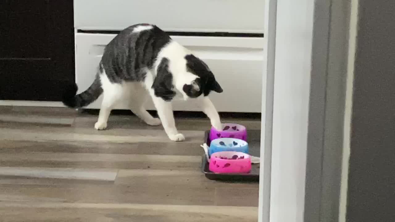 Kitty Eats Like A Raccoon