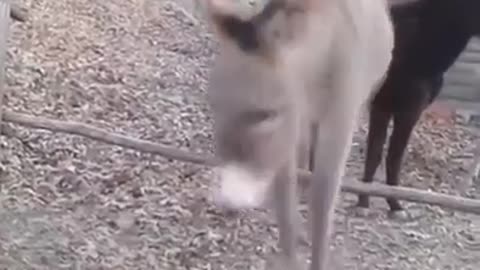 animals very funny