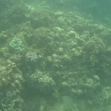 🌊 Dive into Adventure: Snorkeling Bliss Awaits! 🐠